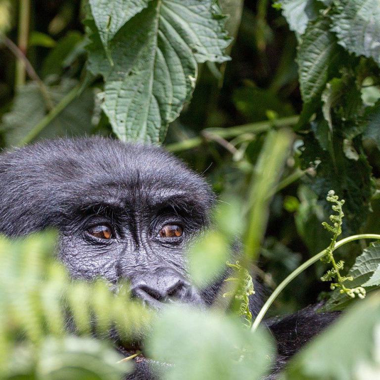 Uganda