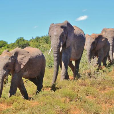 Addo Elephant NP