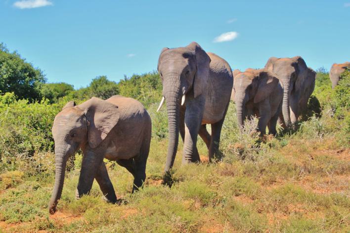 Addo Elephant NP