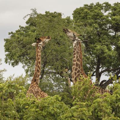 Krüger NP