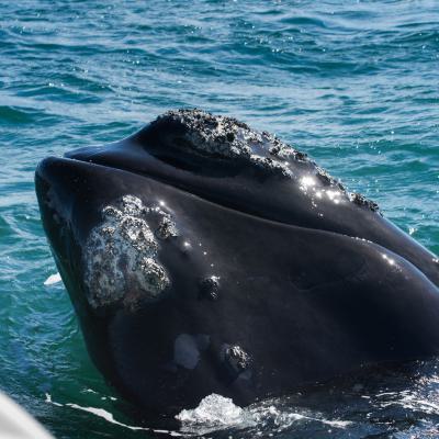 Walbeobachtung Hermanus