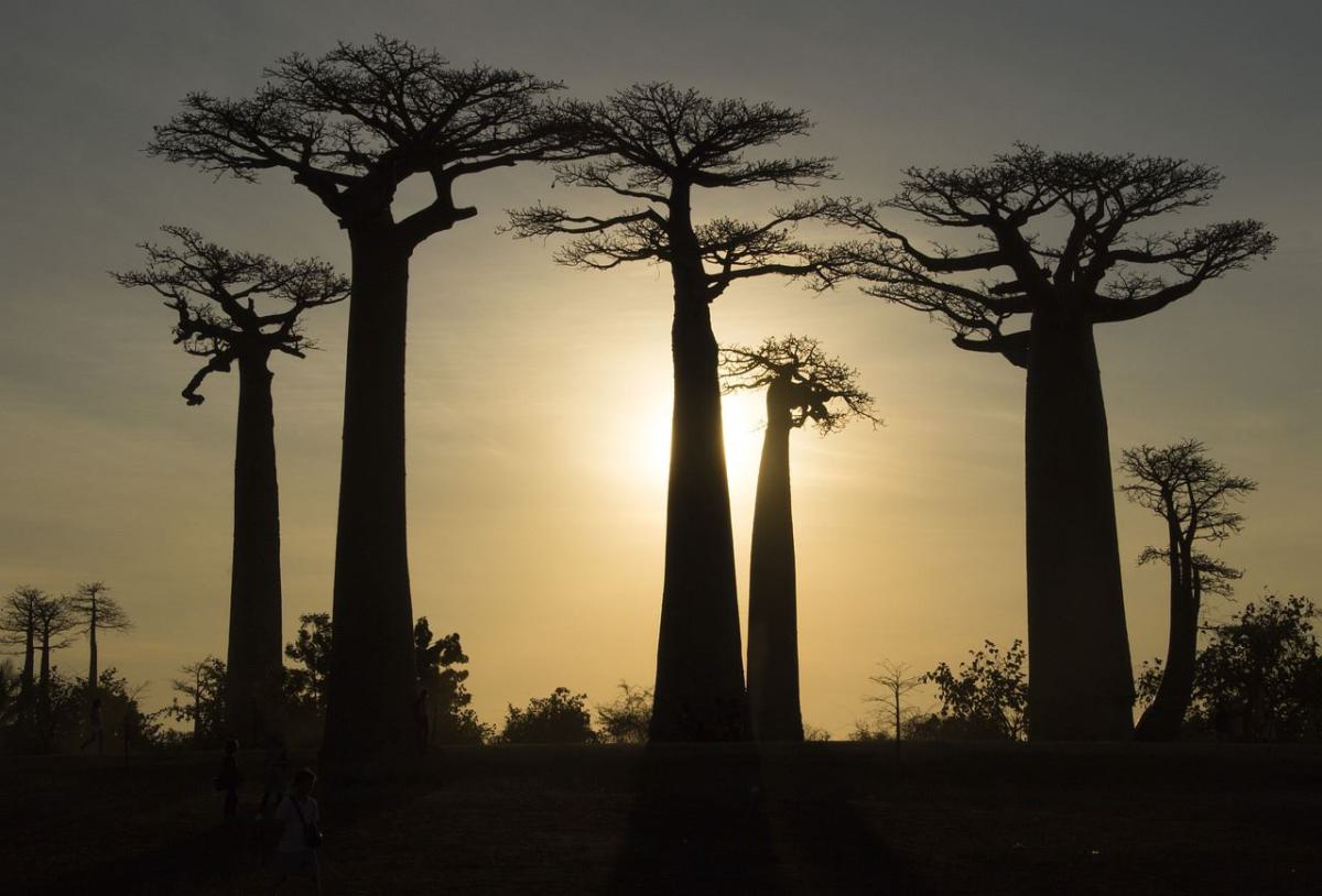 Madagaskar | Kopp Tours