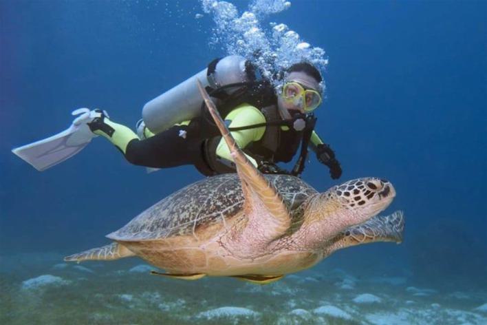 Schildkröte vor Nosy Be